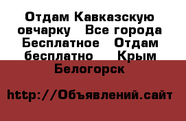 Отдам Кавказскую овчарку - Все города Бесплатное » Отдам бесплатно   . Крым,Белогорск